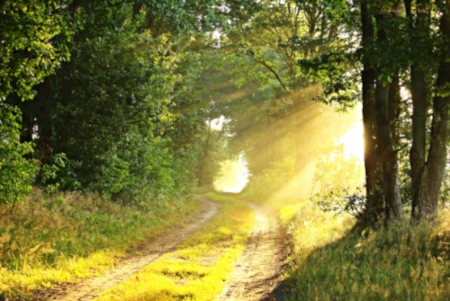 Un chemin dans la forêt bien verte, baigné par les rayons du soleil, tel un parcours de vie.