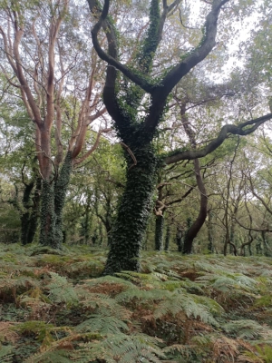 Découvrez les tarifs d'une sophro-balade dans la forêt du Chêne à Leu dont vous pouvez admirer ses paysages de fougères et d'arbres couverts de lierre.